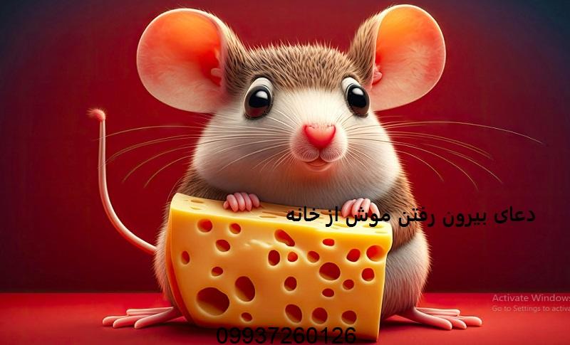 دعای بیرون رفتن موش از خانه