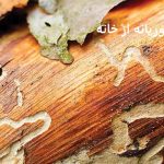 دعای رفتن موریانه از خانه دعای رفتن موریانه از خانه