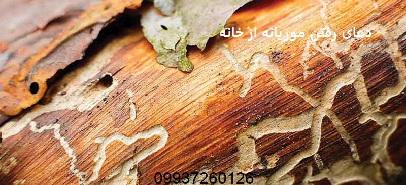 دعای رفتن موریانه از خانه